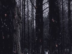 -成都南湖公园