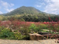 -广州市石门国家森林公园