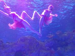 -芜湖新华联大白鲸海洋公园