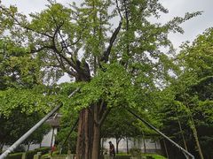 -上海佘山国家森林公园天马山园
