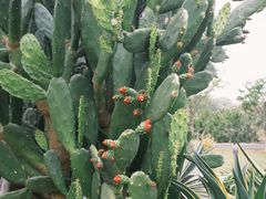 -东莞植物园