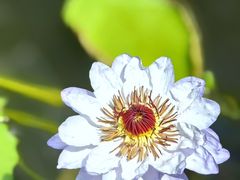 -国家植物园