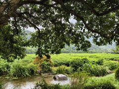 -中国茶叶博物馆(双峰馆区)