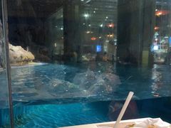 -帝企鹅自助餐厅•儿童岛•真企鹅(长隆企鹅酒店)