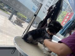 -宠颐生宠物医院·犬猫全科·皮肤科(商业街店)