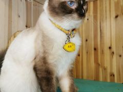 -猫在这儿猫咪咖啡馆·撸猫馆