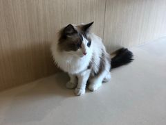 -飞行喵MR PILOT|猫舍·猫咖(静安大融城店)