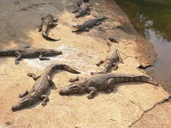 -广东茂名森林公园