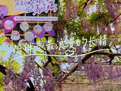 -嘉定紫藤园