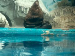 -泉城欧乐堡海洋极地世界