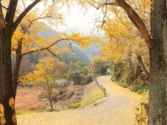 -千年银杏谷文化旅游区