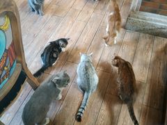 -more than meow吴止猫主题餐厅(承德 中船汇店)