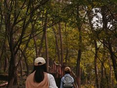 -铁山坪森林公园