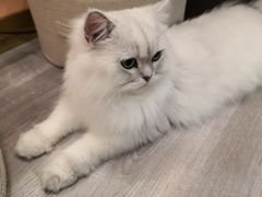 -BABIT巴比特宠物(MOMOPARK店)