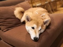 -柴务处·柴犬主题狗咖