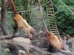 -客栈猫舍(中央北路店)