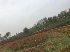 -天府芙蓉园