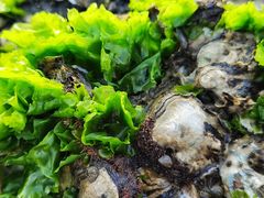 -那琴半岛地质海洋公园