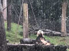 -都江堰中华大熊猫苑