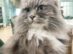-安格丽娜·狗咖·猫咖羊驼咖(春熙路百盛商场店)
