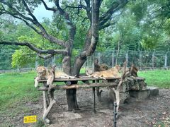 -上海野生动物园老虎餐厅