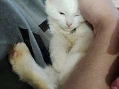 -楼上猫咖(罗湖店)