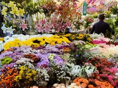 -曲阳花鸟市场(曲阳路店)