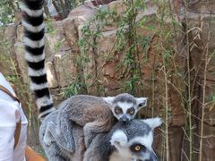 -北京野生动物园