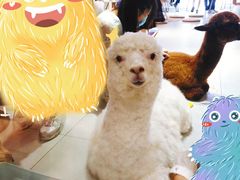 -Heymao猫咖.咖啡厅(东门店)