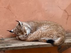 -青藏高原野生动物园