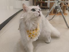 -共舞时光猫咖·狗咖(新街口店)