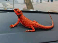 -酷以爬仙阁实体爬宠店·守宫·蜥蜴·专业繁育