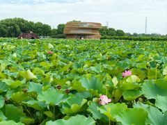 -荷塘月色湿地公园·向阳花洲