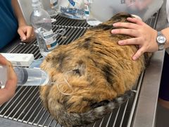 -中农大我爱我爱24h动物医院·中医针灸·猫专科·骨科医疗中心(双井店)