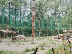 -上海野生动物园老虎餐厅