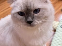-MOCHA明星猫咖(田子坊店)