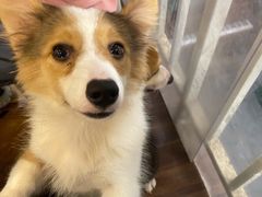 -柯斗斗主题餐厅·狗咖·围炉煮茶·茶饮(国瑞升平里店)