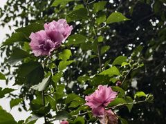 -南京市民俗博物馆(甘熙故居)