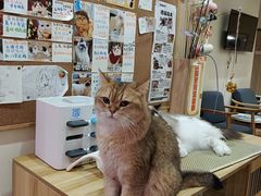 -滚猫咖啡·猫咖·猫友好撸猫(未来城店)