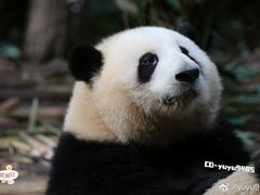 -成都大熊猫繁育研究基地