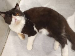 -猫儿山۰猫主题餐厅