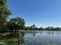 -莲花池公园