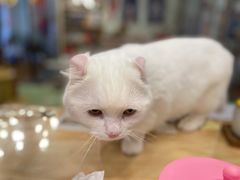 -MOYOYO猫咪咖啡店