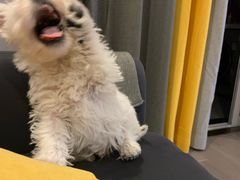 -翊宠yipet猫狗购宠庄园犬舍•猫舍