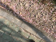 -西北湖绿化广场