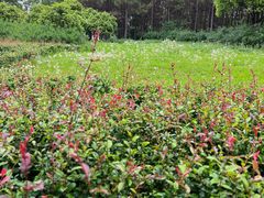 -贡湖湾湿地公园