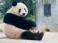 -中国大熊猫保护研究中心雅安碧峰峡基地