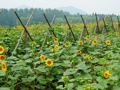 -北京东方普罗旺斯薰衣草庄园
