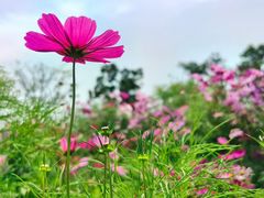 -野狸岛