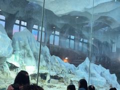 -帝企鹅自助餐厅•儿童岛•真企鹅(长隆企鹅酒店)